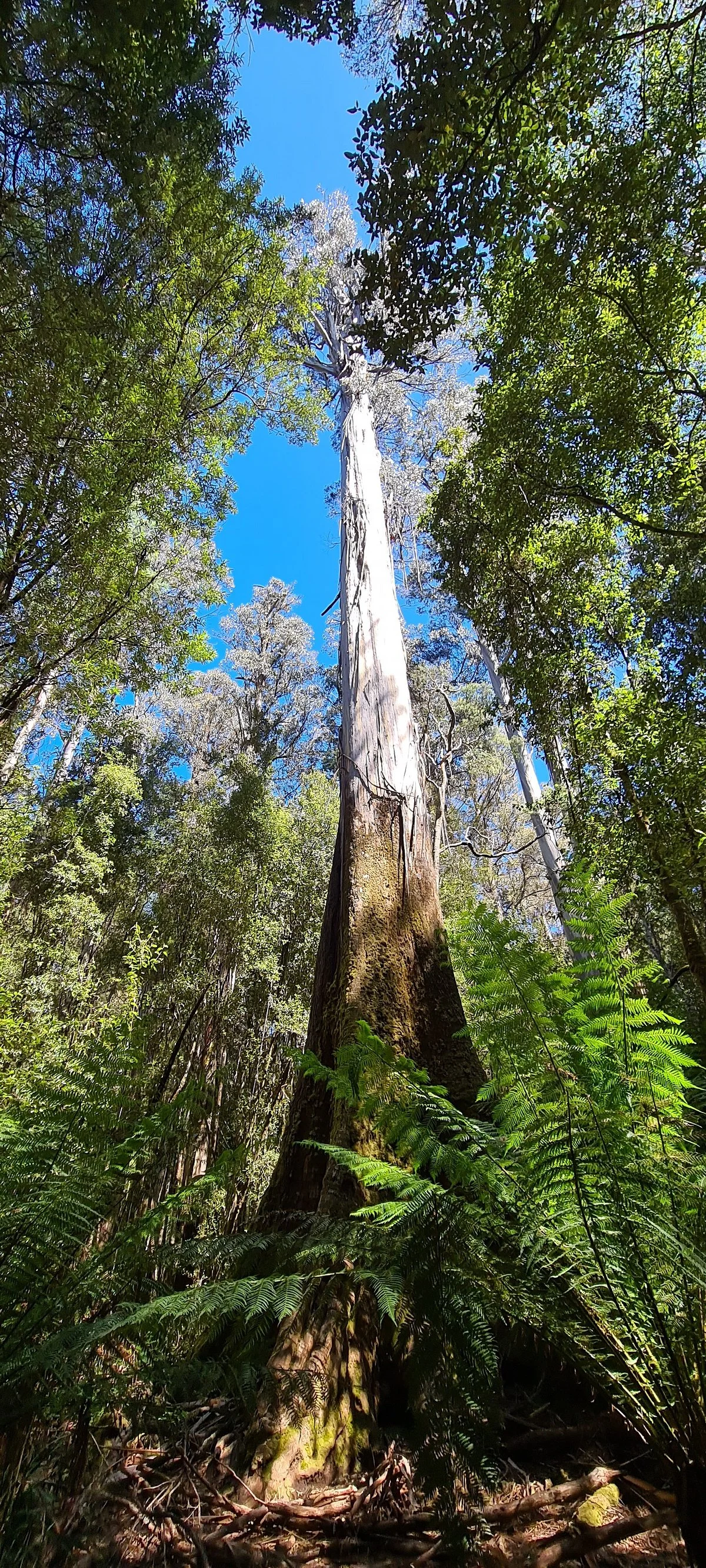 Tall Trees Walk