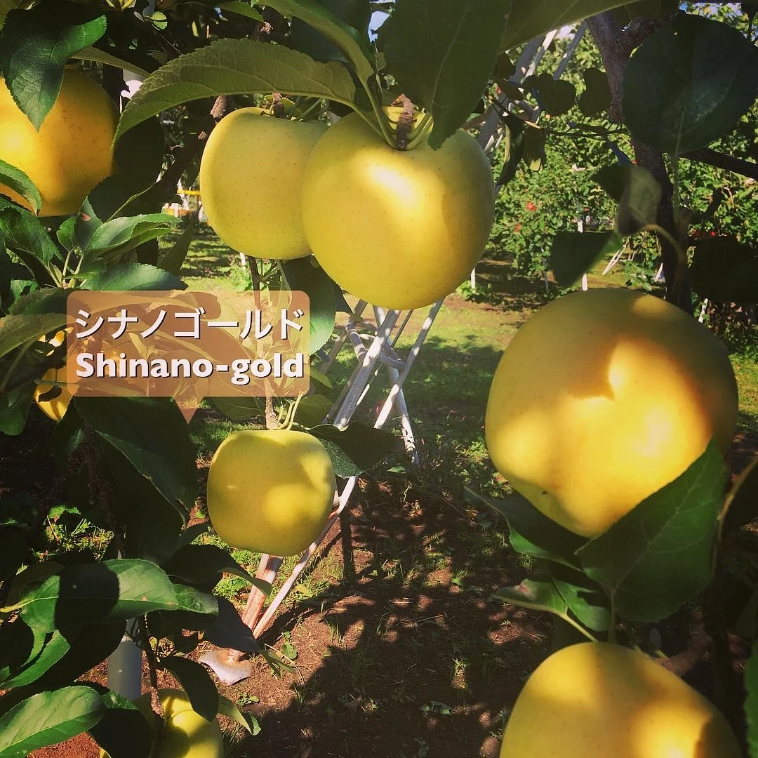 NTA farm fruits land! by Shiozakinoen