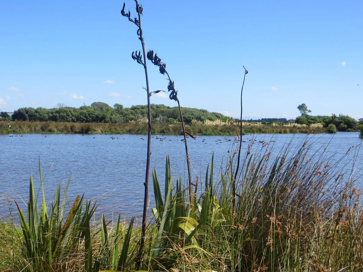 Travis Wetland