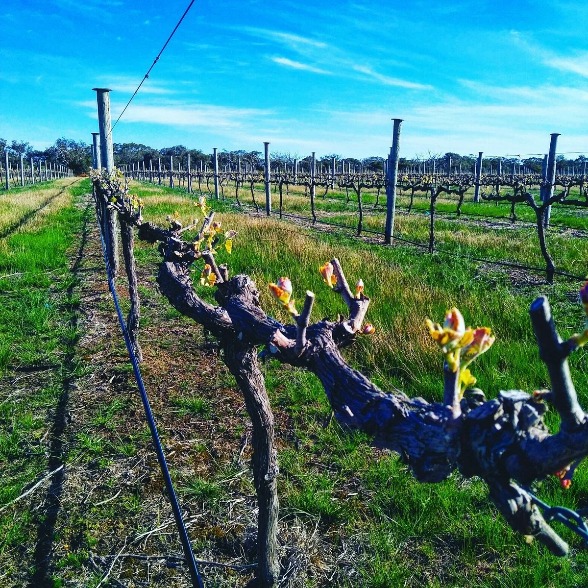 Kangaroo Island Estate Wines