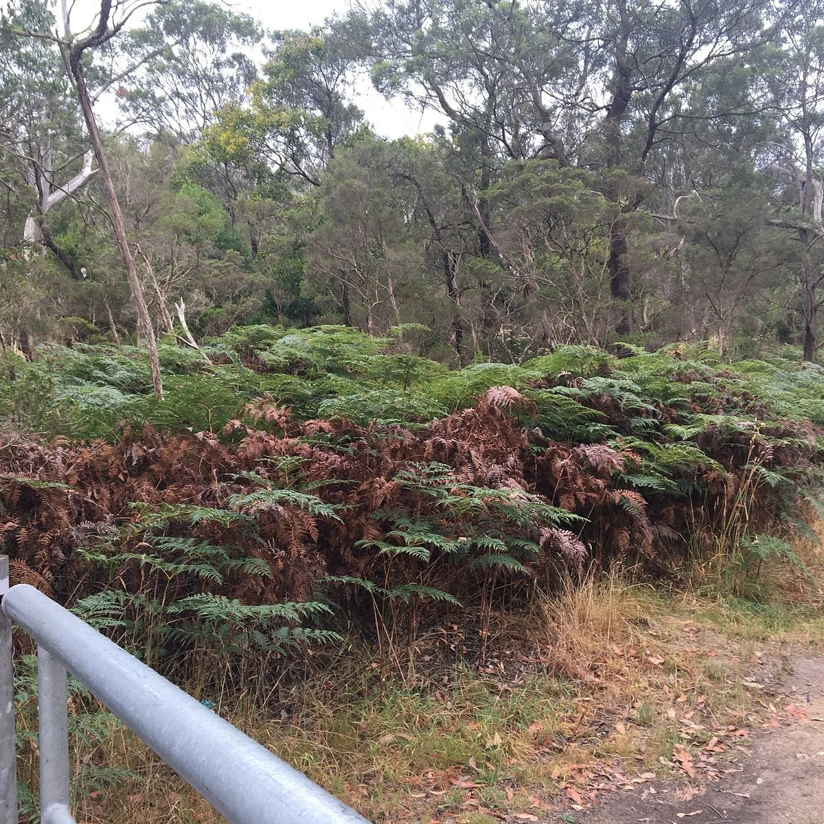 Mt Eliza Regional Park