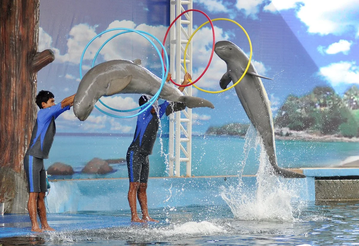 Pattaya Dolphin World