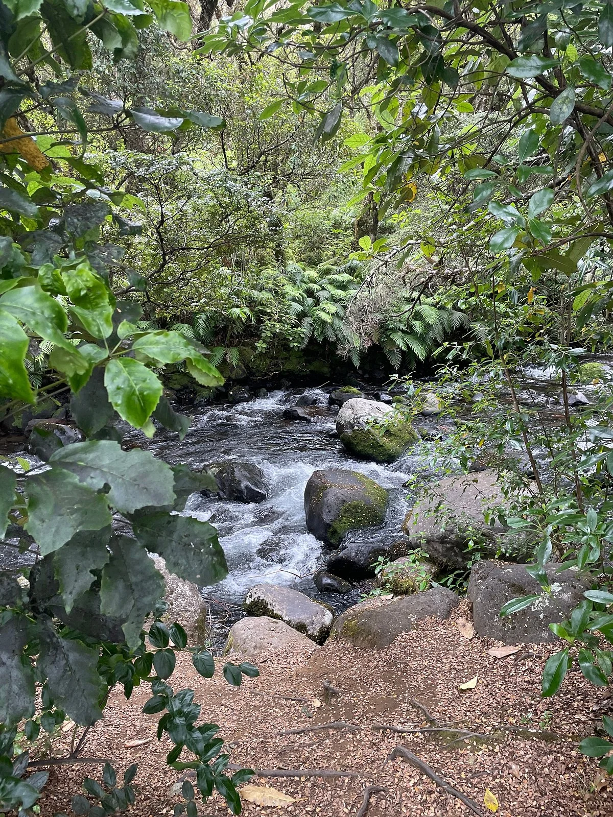 Mangawhero Forest Walk and Rimu Walk