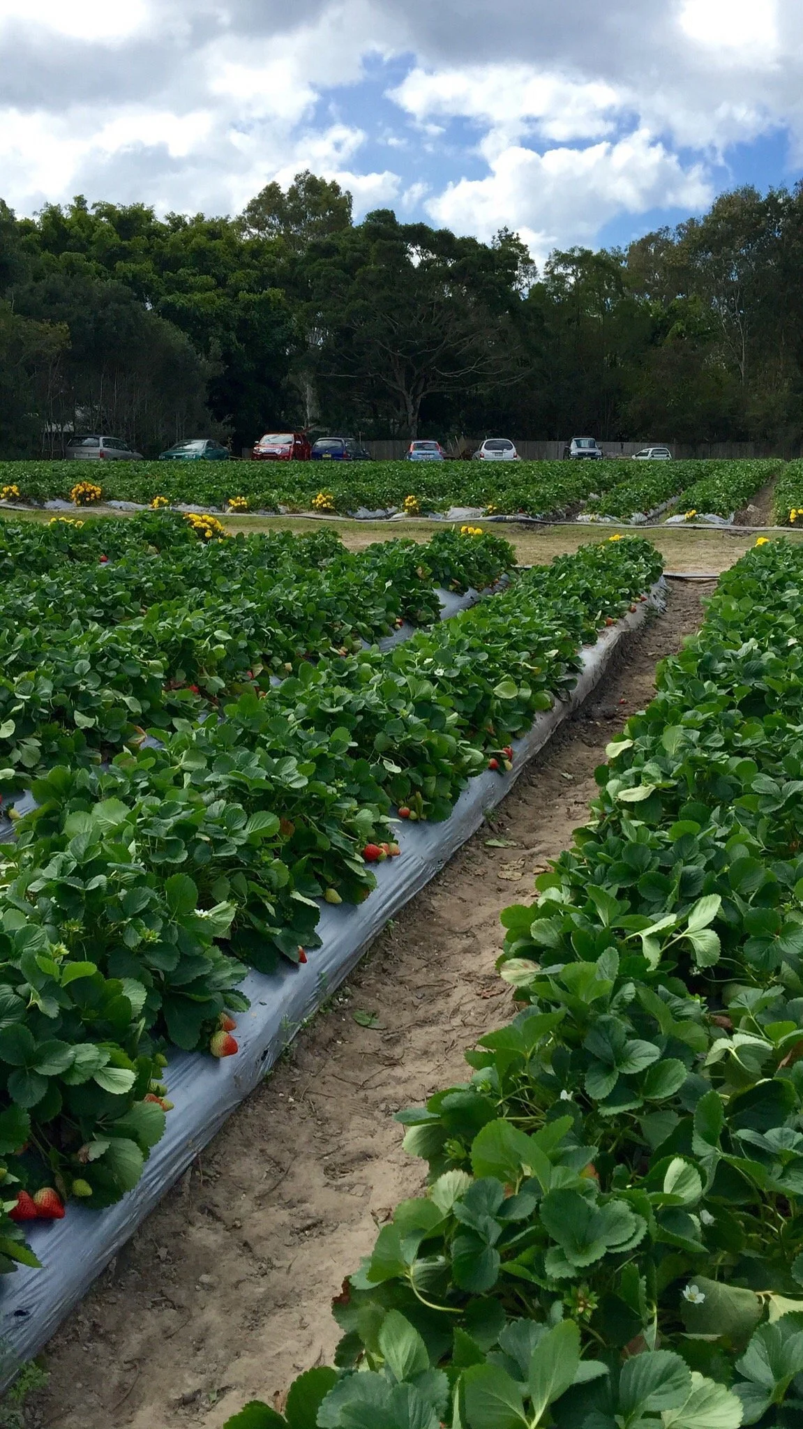 Strawberry Fields