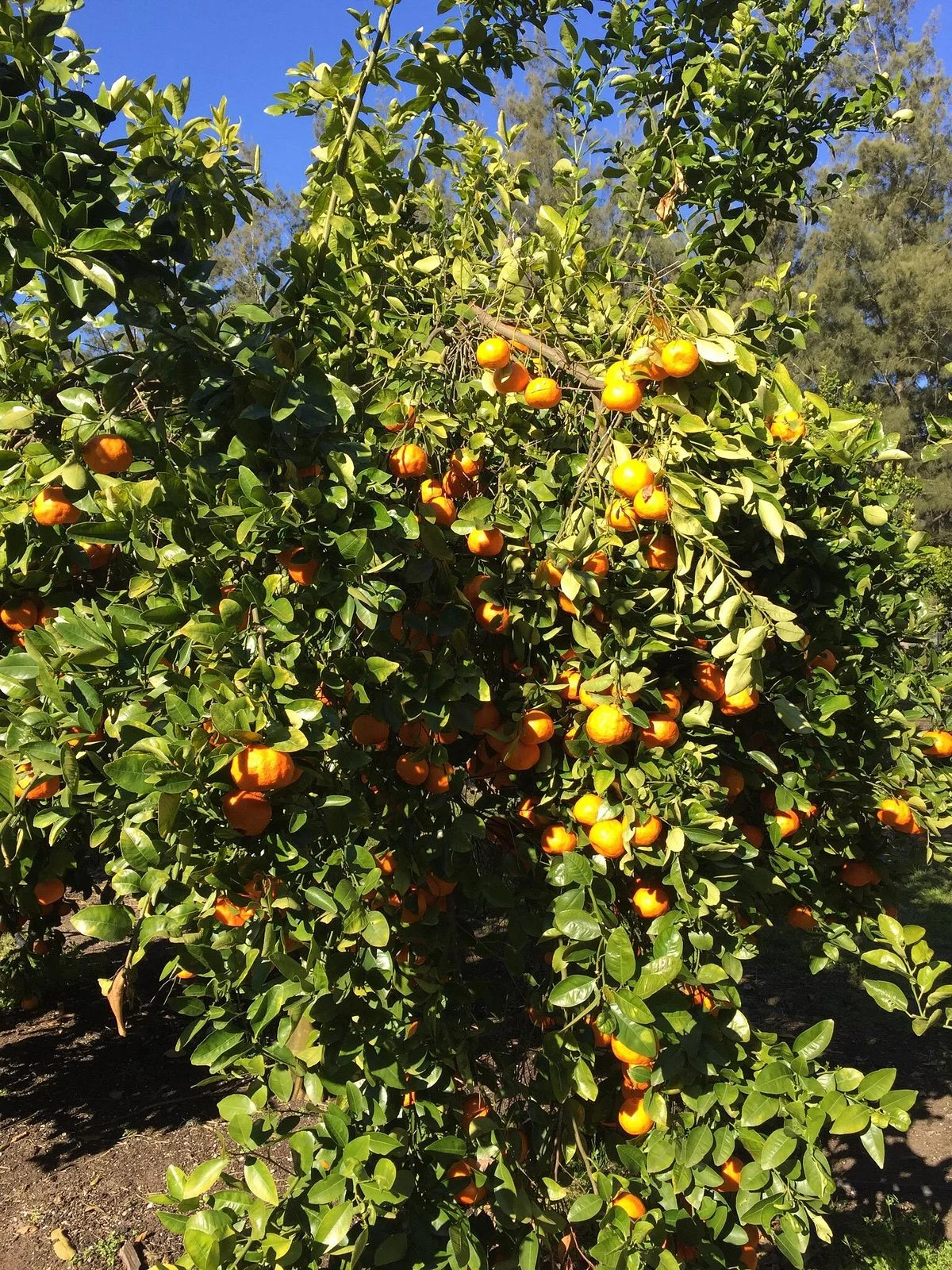 Watkins Orchard