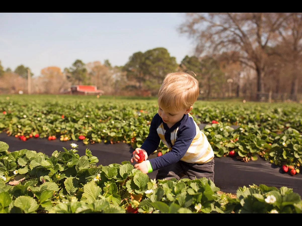 Surf Coast Strawberry Fields