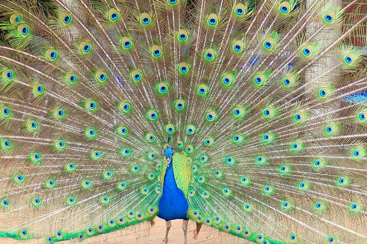 Esperance Bird and Animal Park