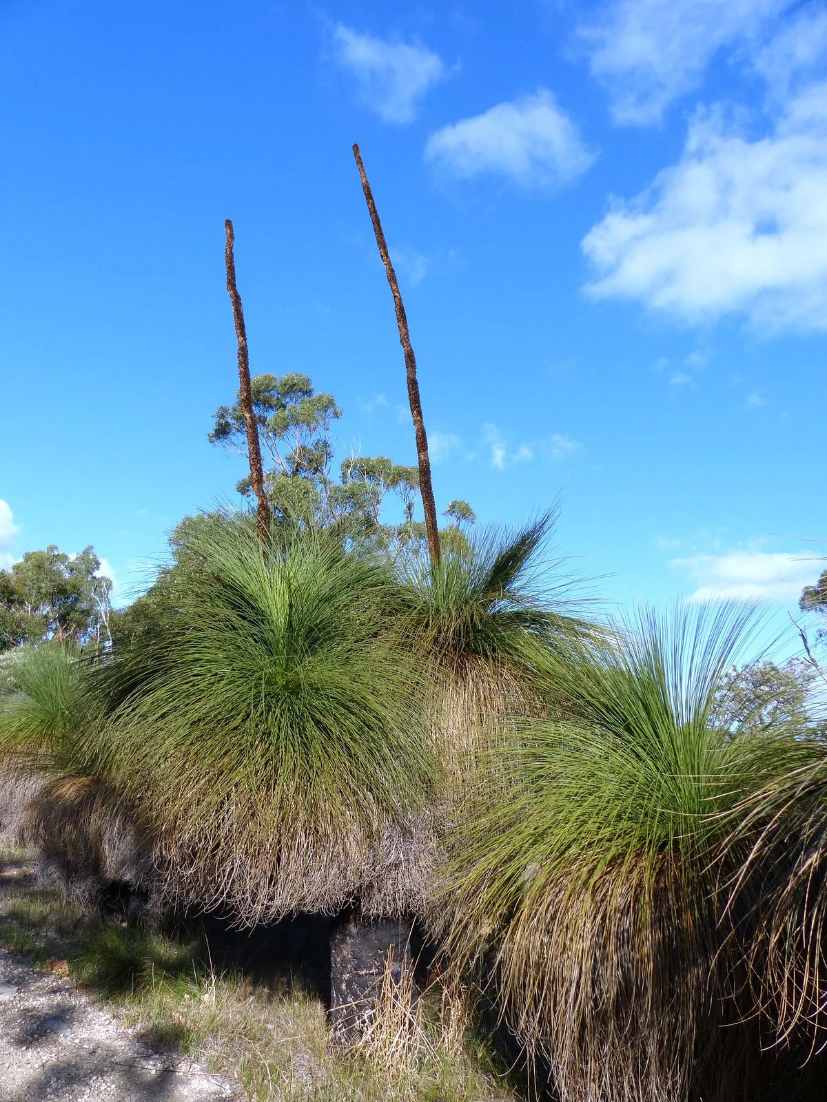 Star Swamp Bushland Reserve