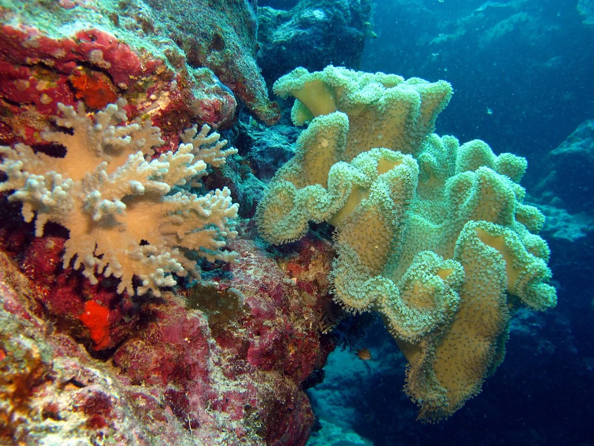 Mushroom Island (Tomba Tuni)