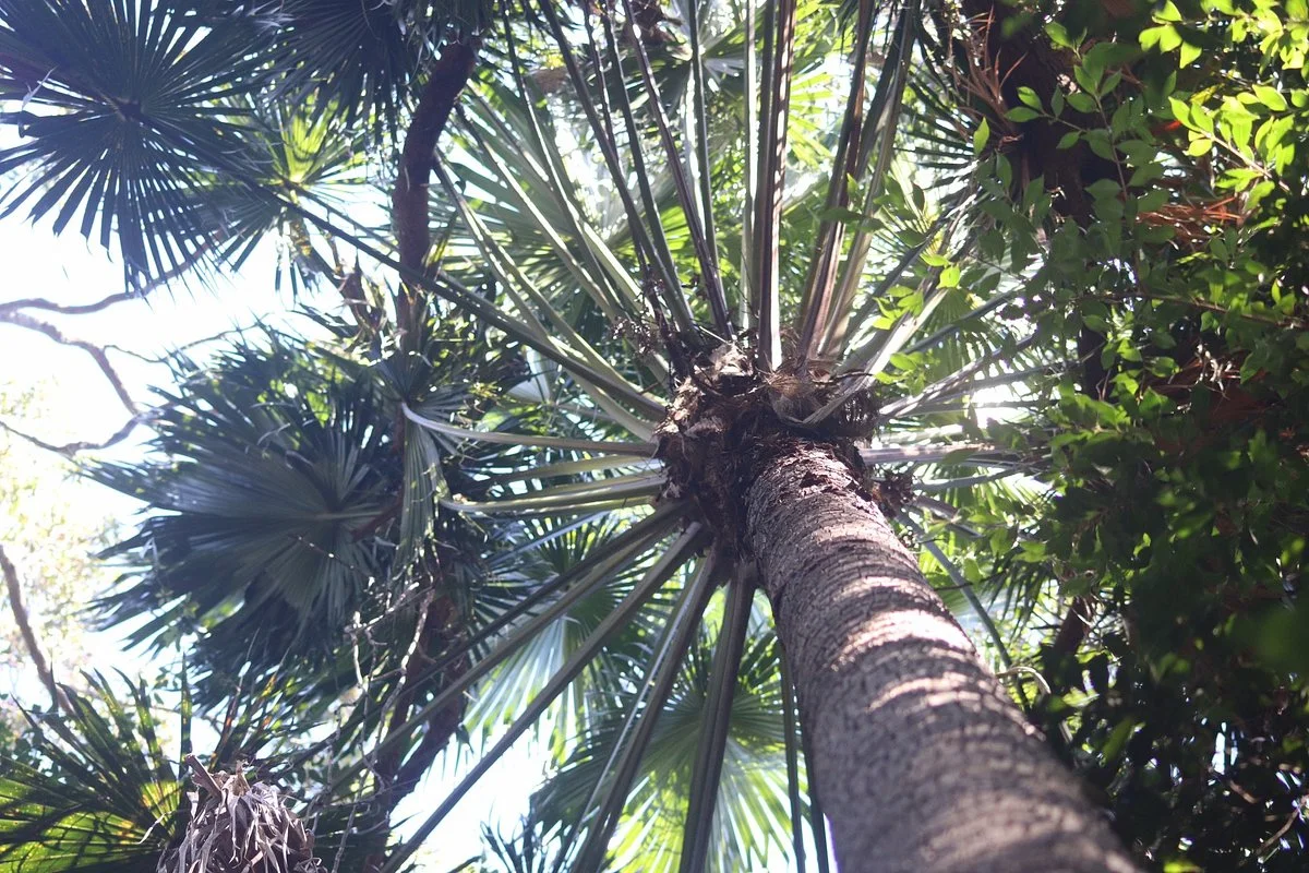Ben Bennett Botanic Park