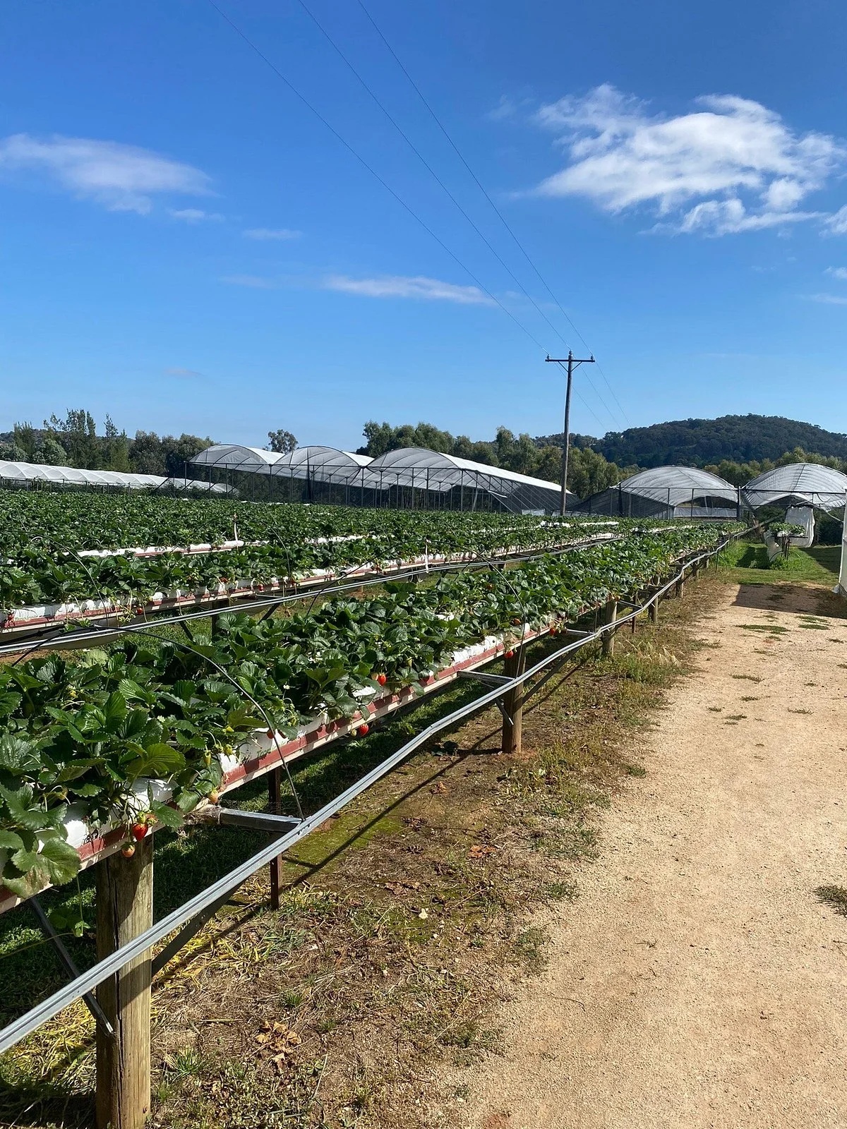 Beechworth Berries