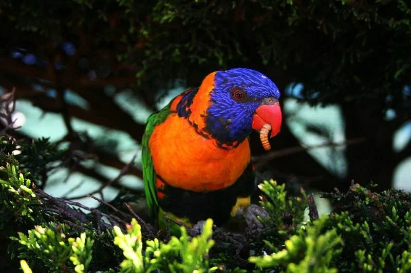 Canberra Walk in Aviary