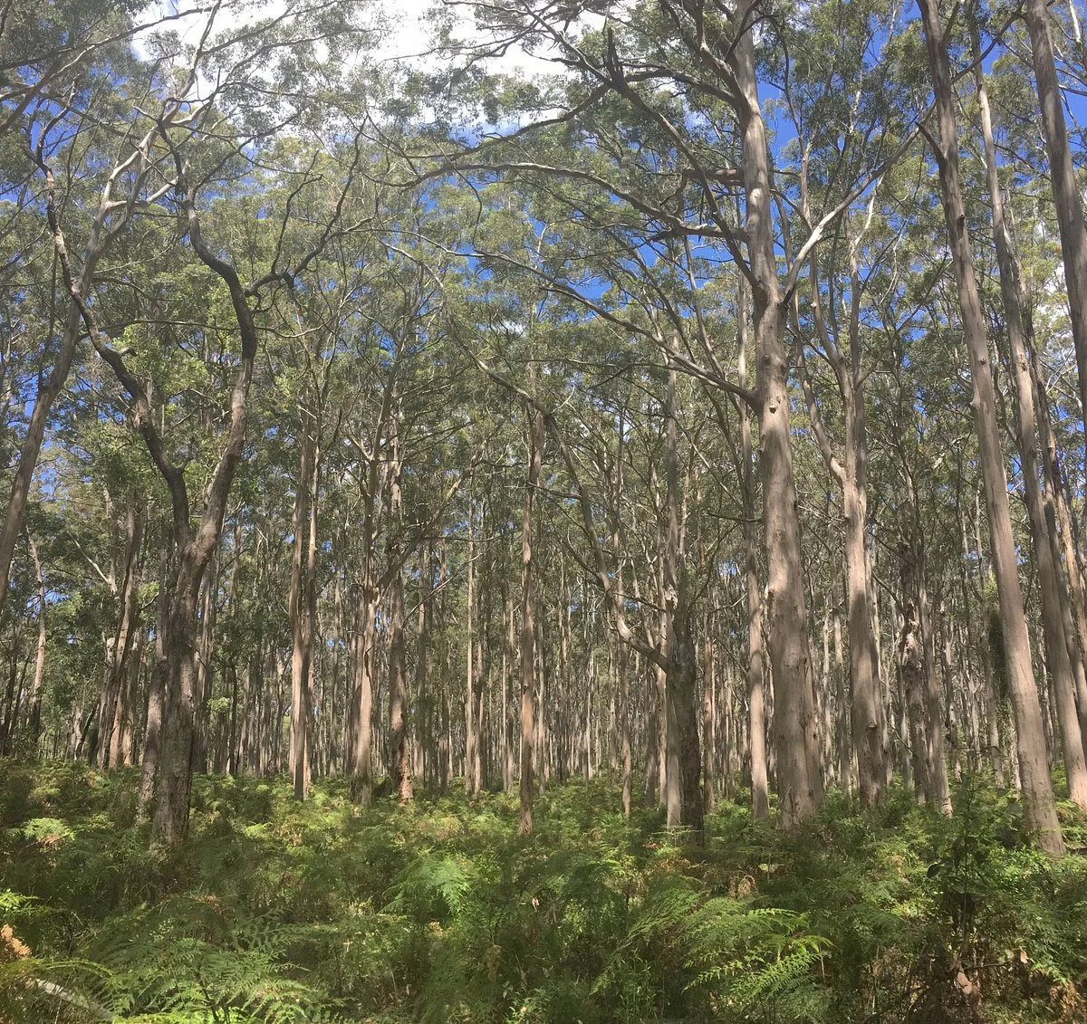 Boranup Karri Forest