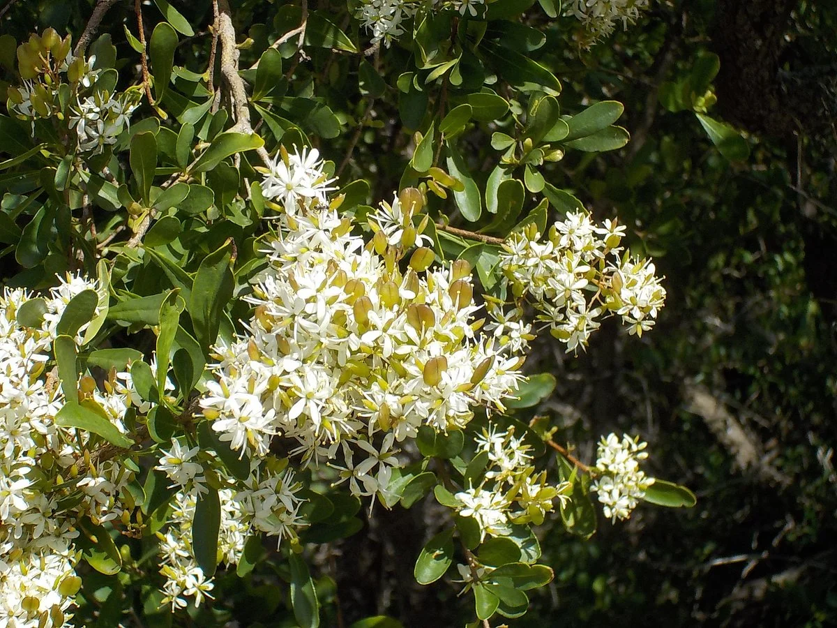 Jim Willis Reserve