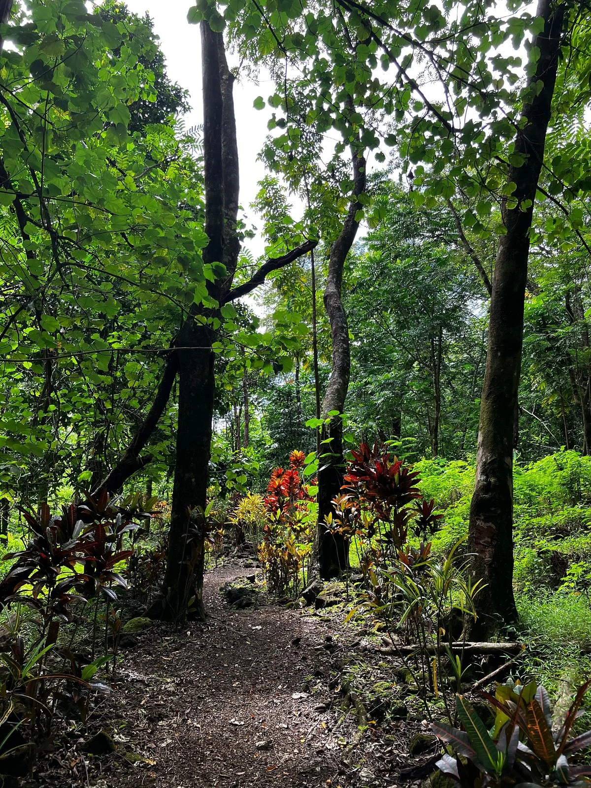 Aopo Lava Tubes