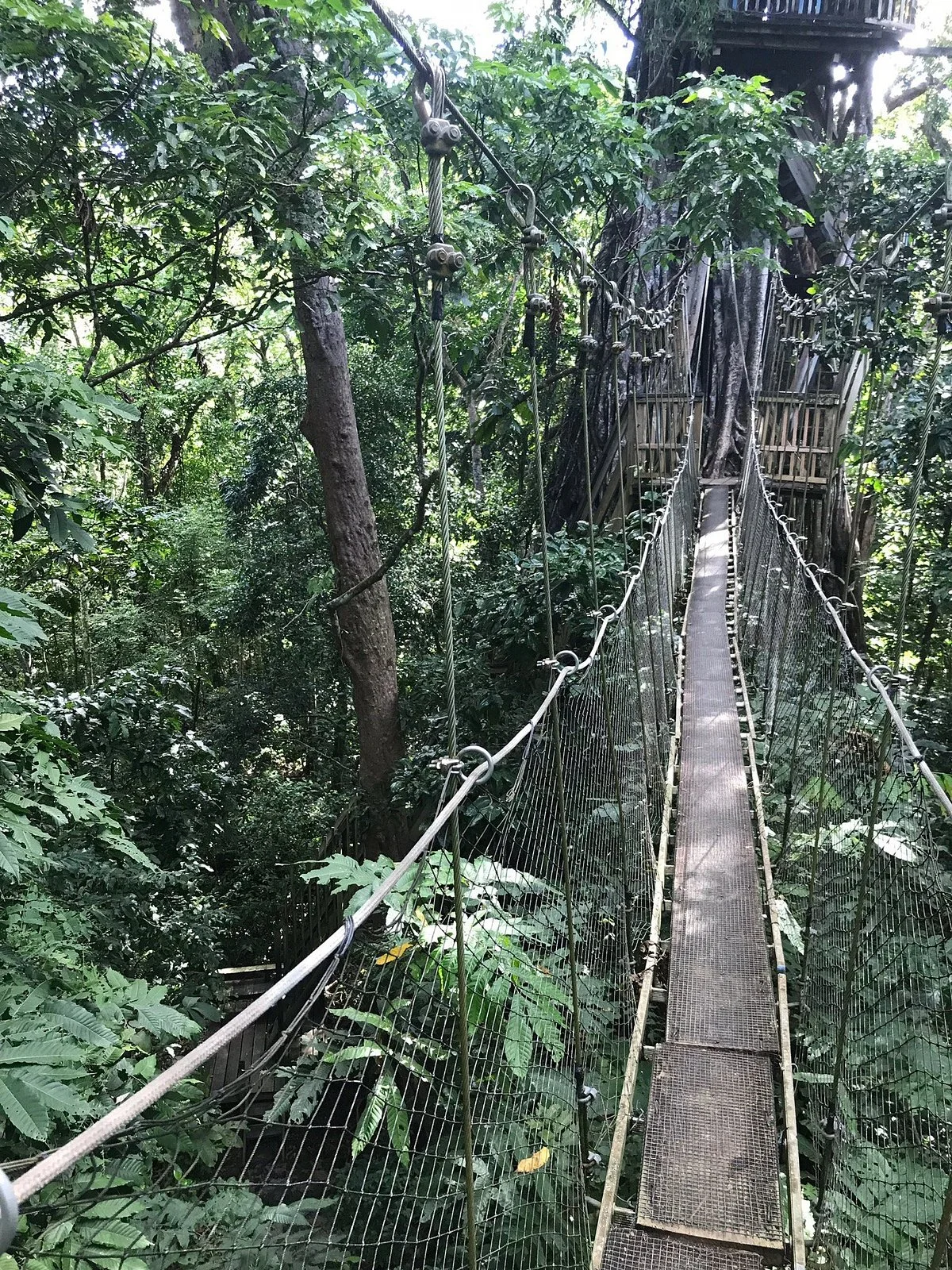 Falealupo Canopy Walk