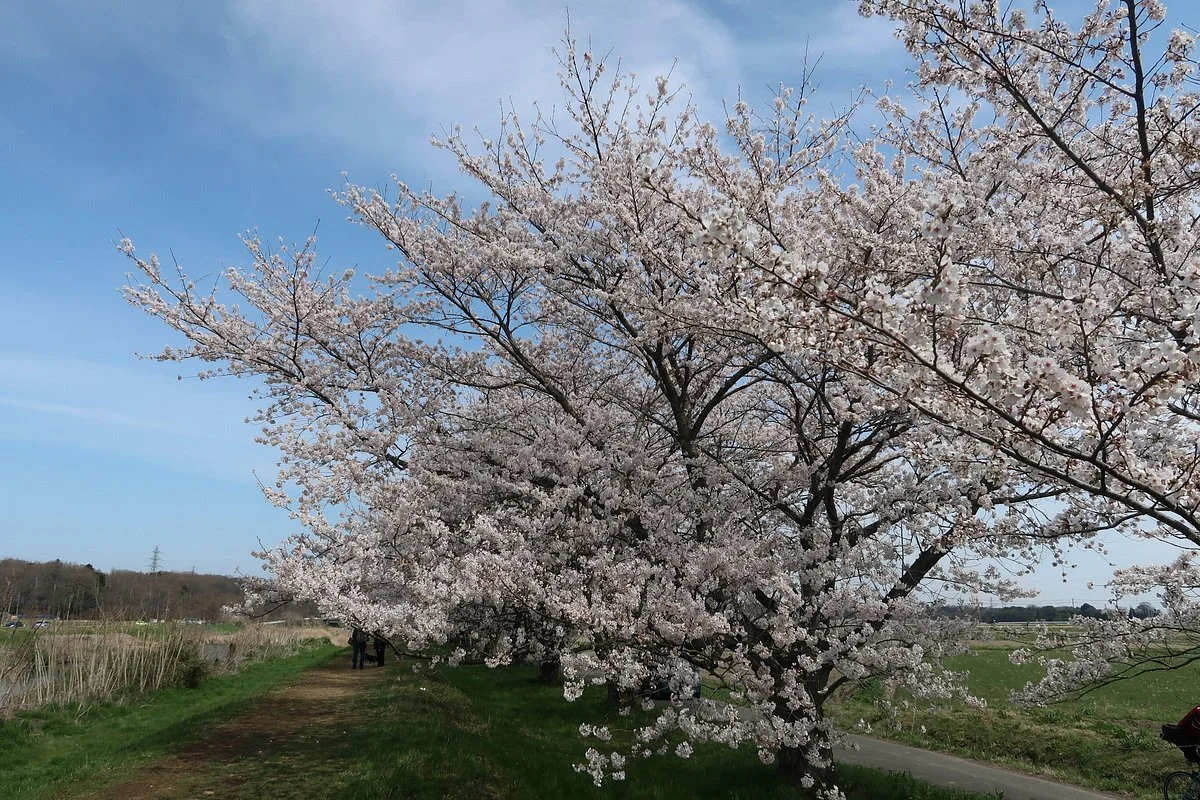 Tokigawa Sakuratsutsumi