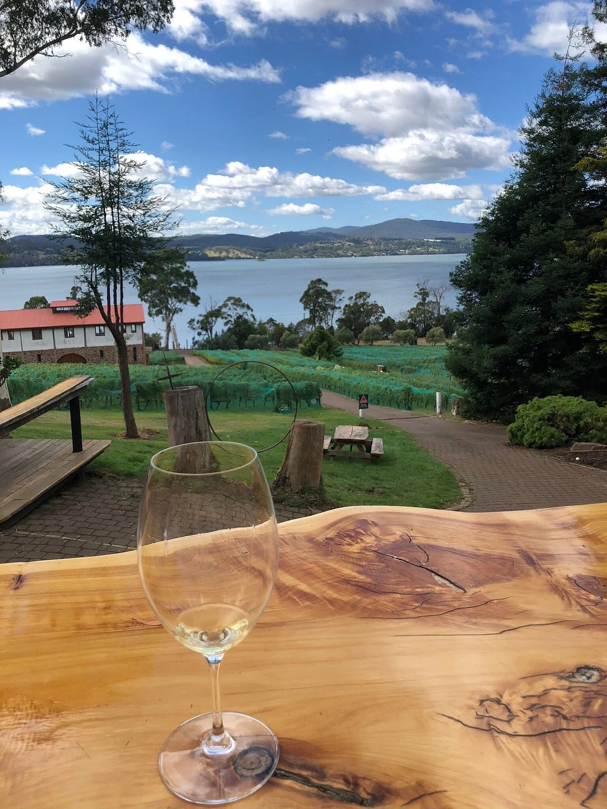 Marion's Vineyard