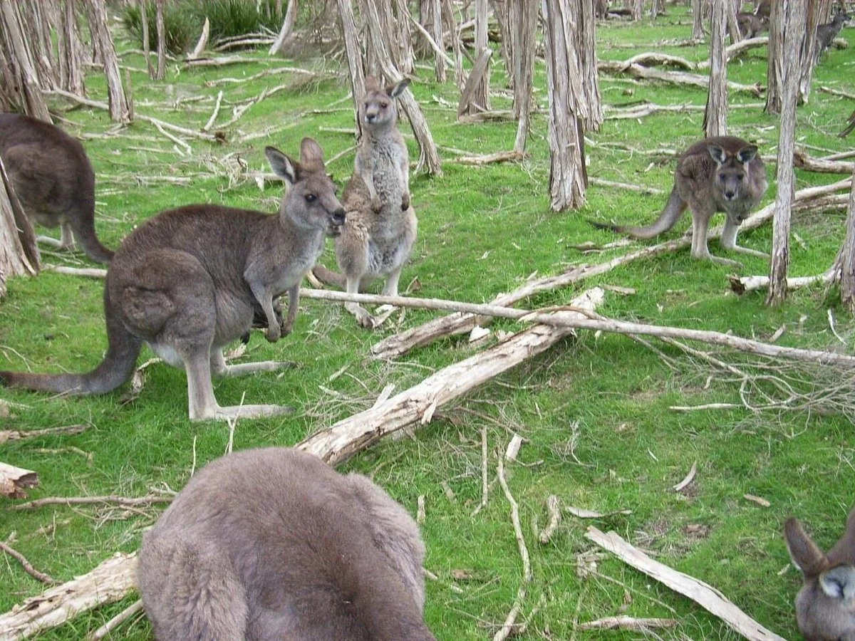 Bayles Fauna Reserve