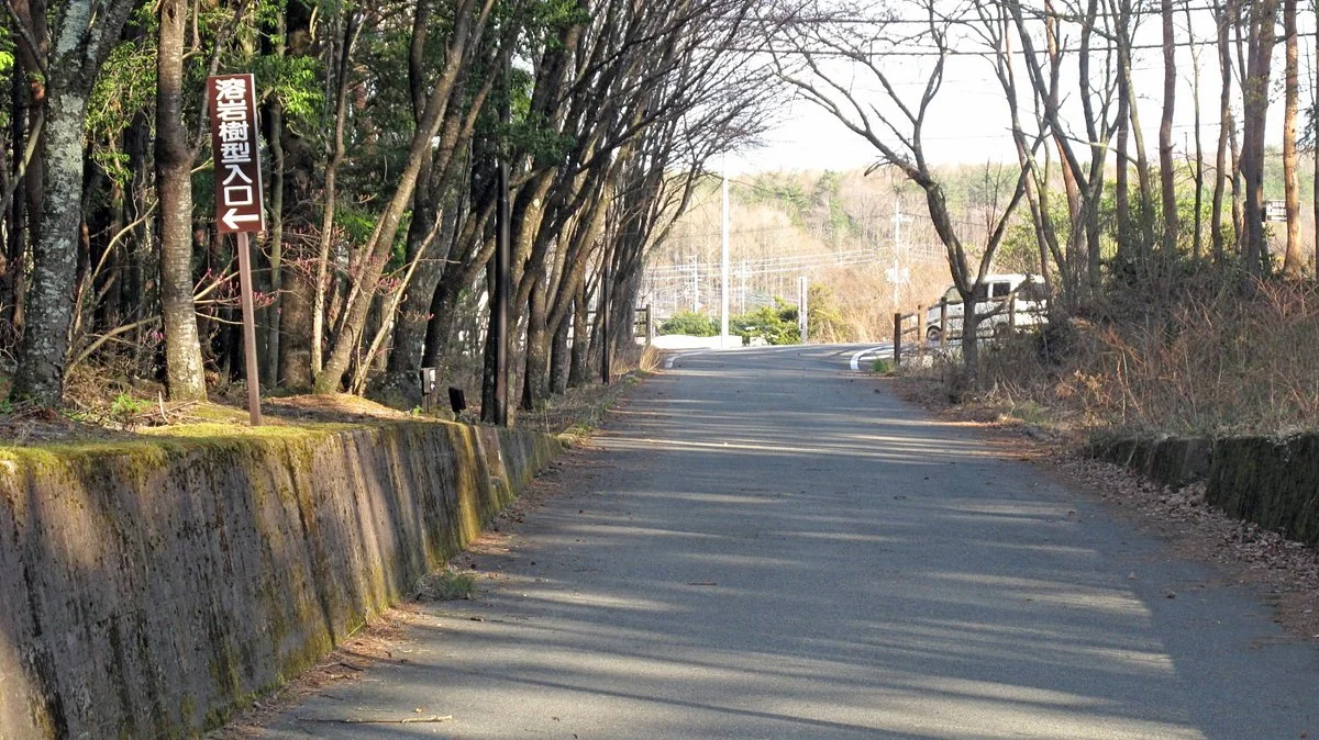 Narusawa's Tree Form Lava