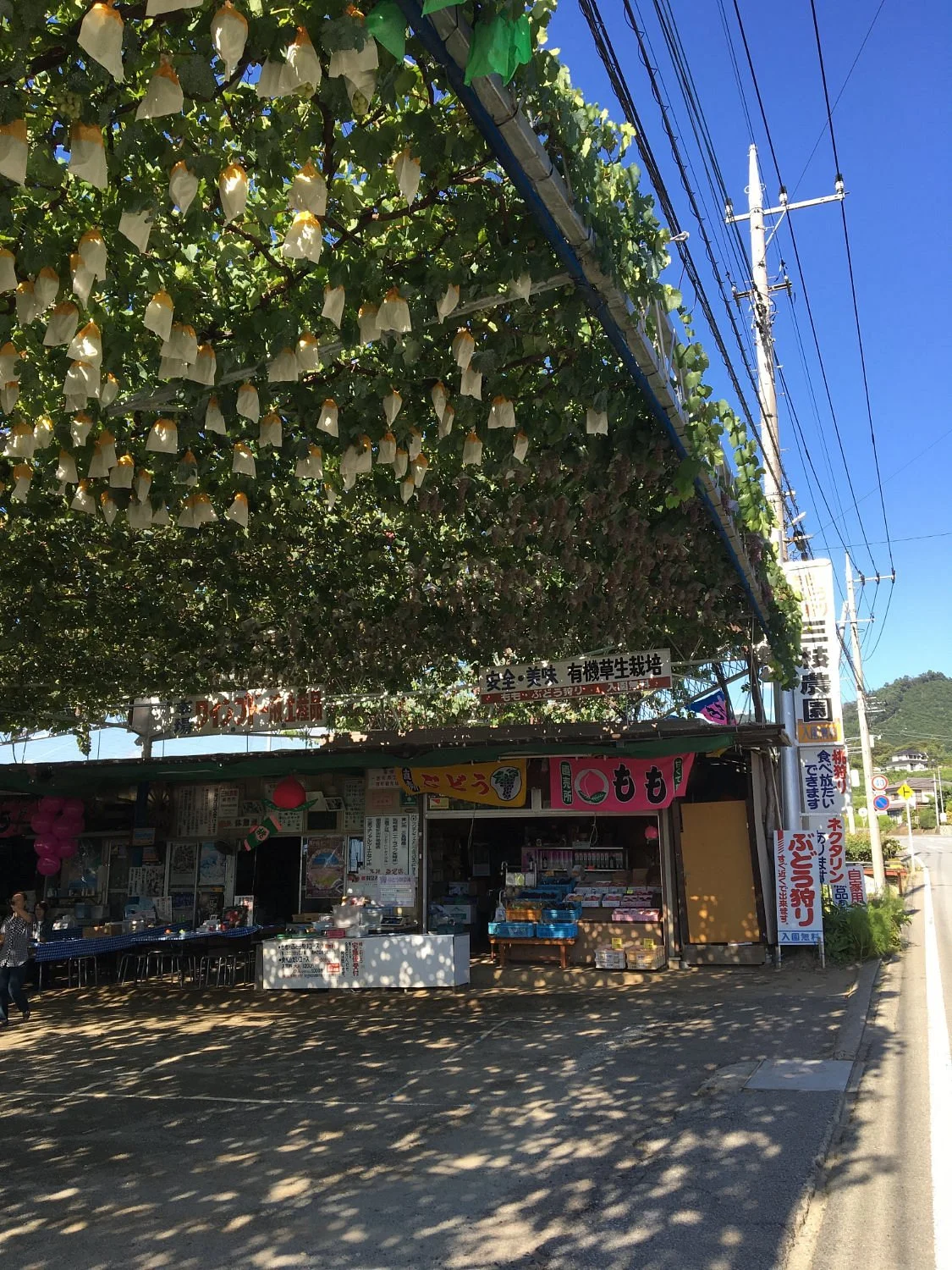 Saigusa Orchard Farm