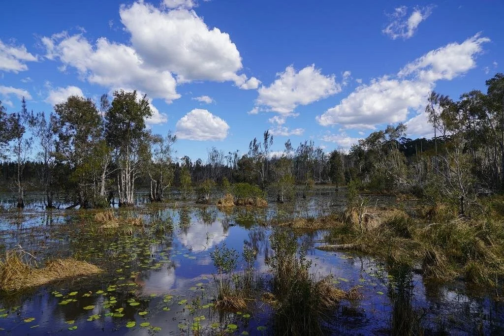 Cattai Wetlands