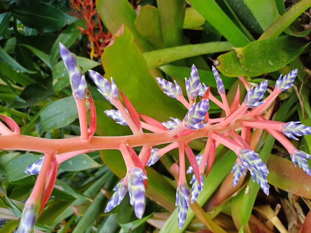 Whyanbeel Arboretum