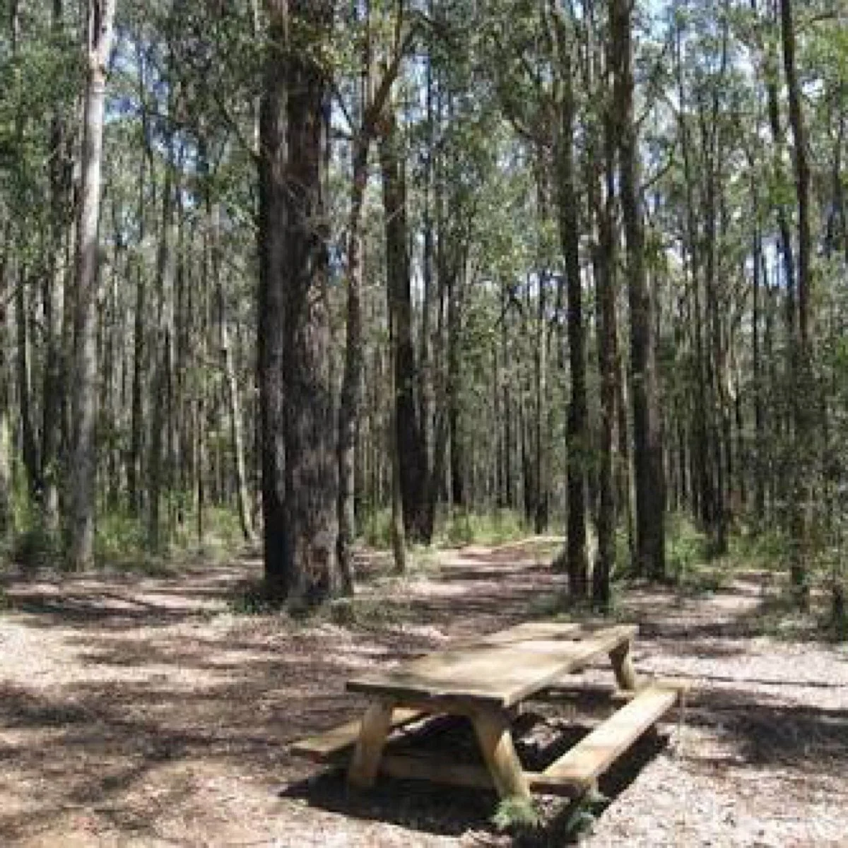 Wright Forest