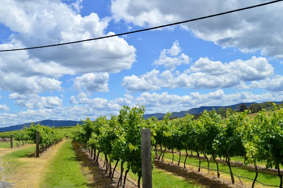 Peacock Hill Vineyard