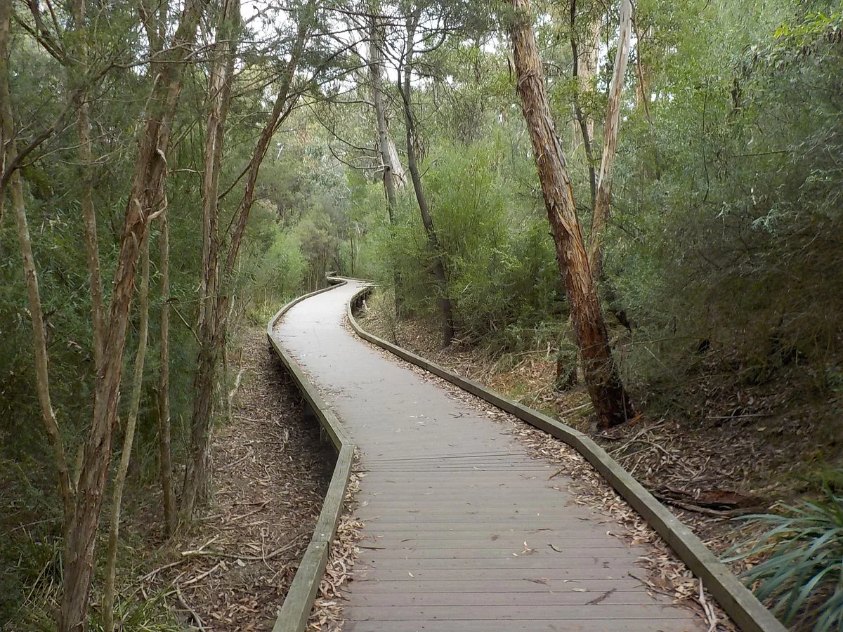 Bellbird dell