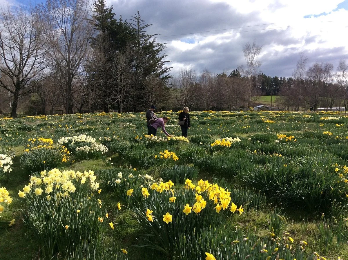 Pleasant Valley Daffodils