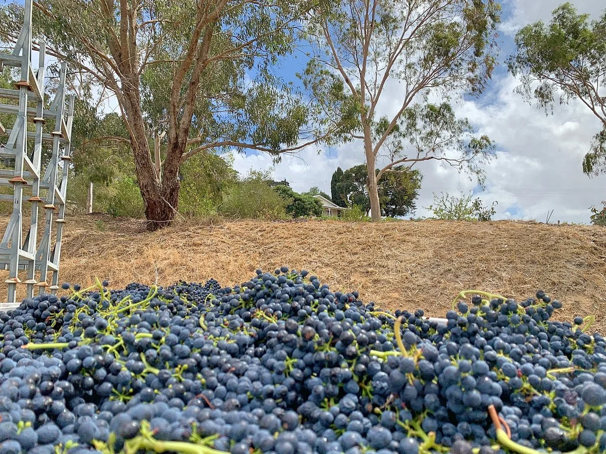 Geddes Wines