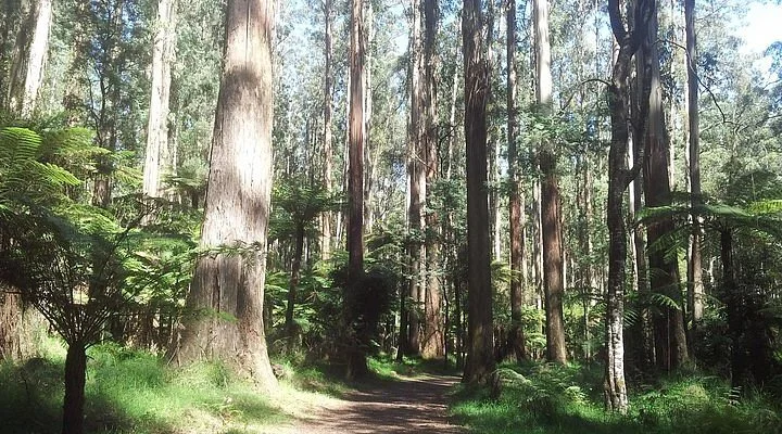 Red Gum Gallery