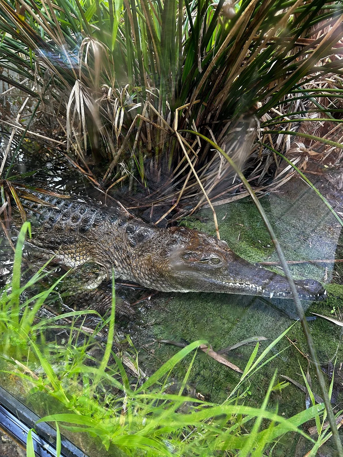 West Australian Reptile Park