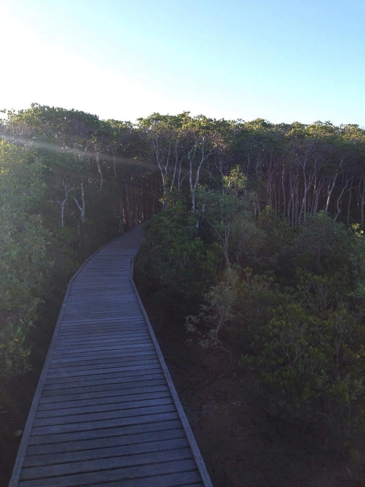 The Jack Barnes Bicentennial Mangrove Boardwalk