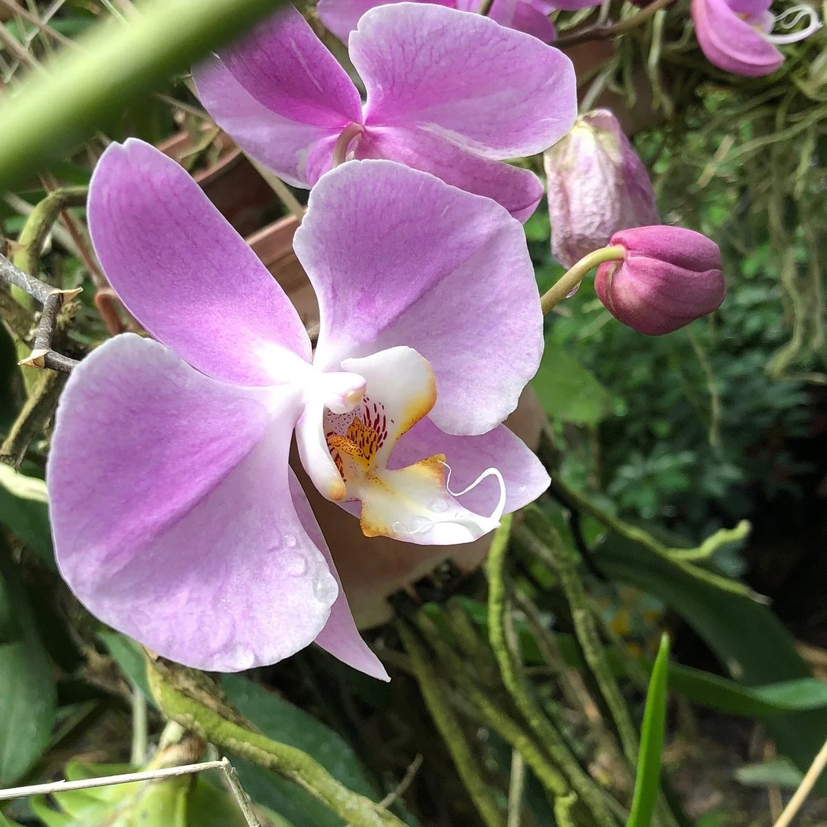 Jenny's Orchid Garden
