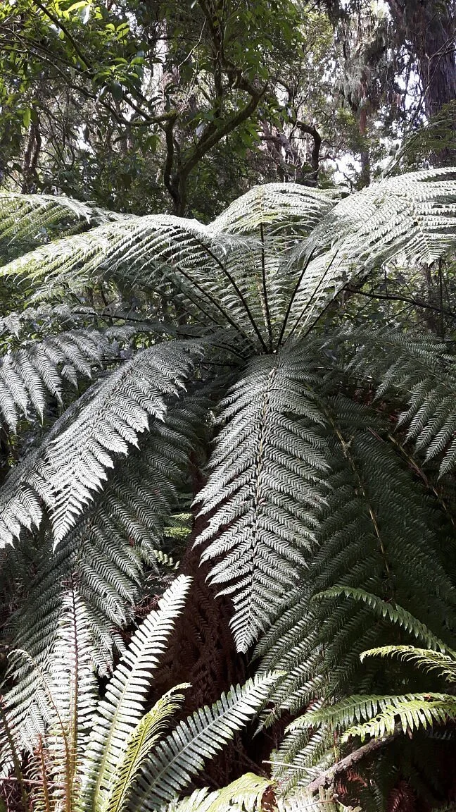 Rimu Walk