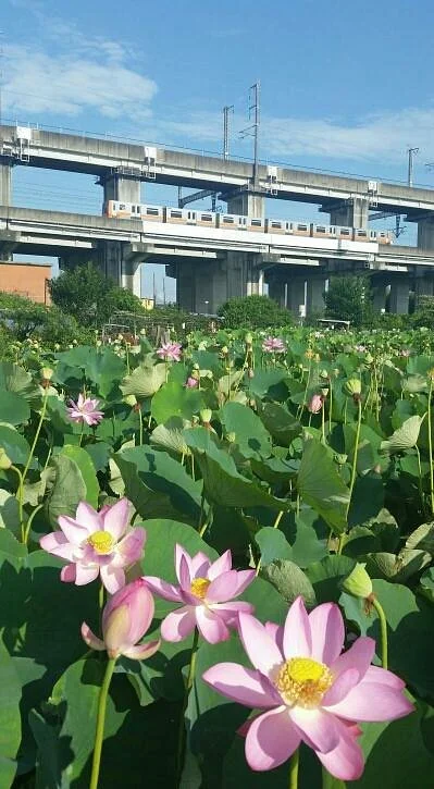 Haraichi Swamp