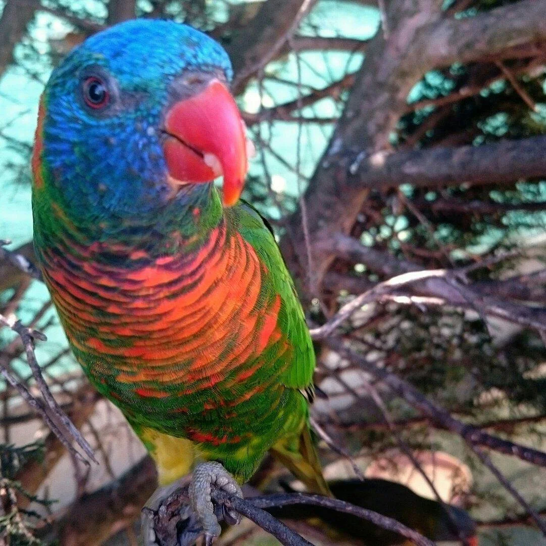 Canberra Walk In Aviary