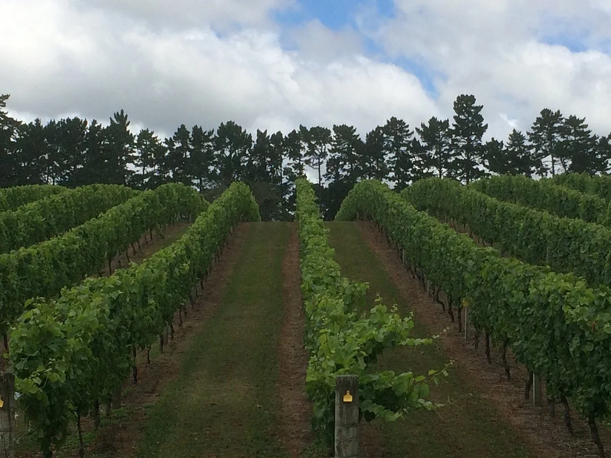 Coopers Creek Vineyard