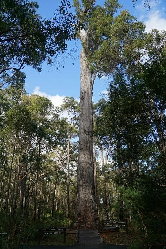 King Jarrah Tree