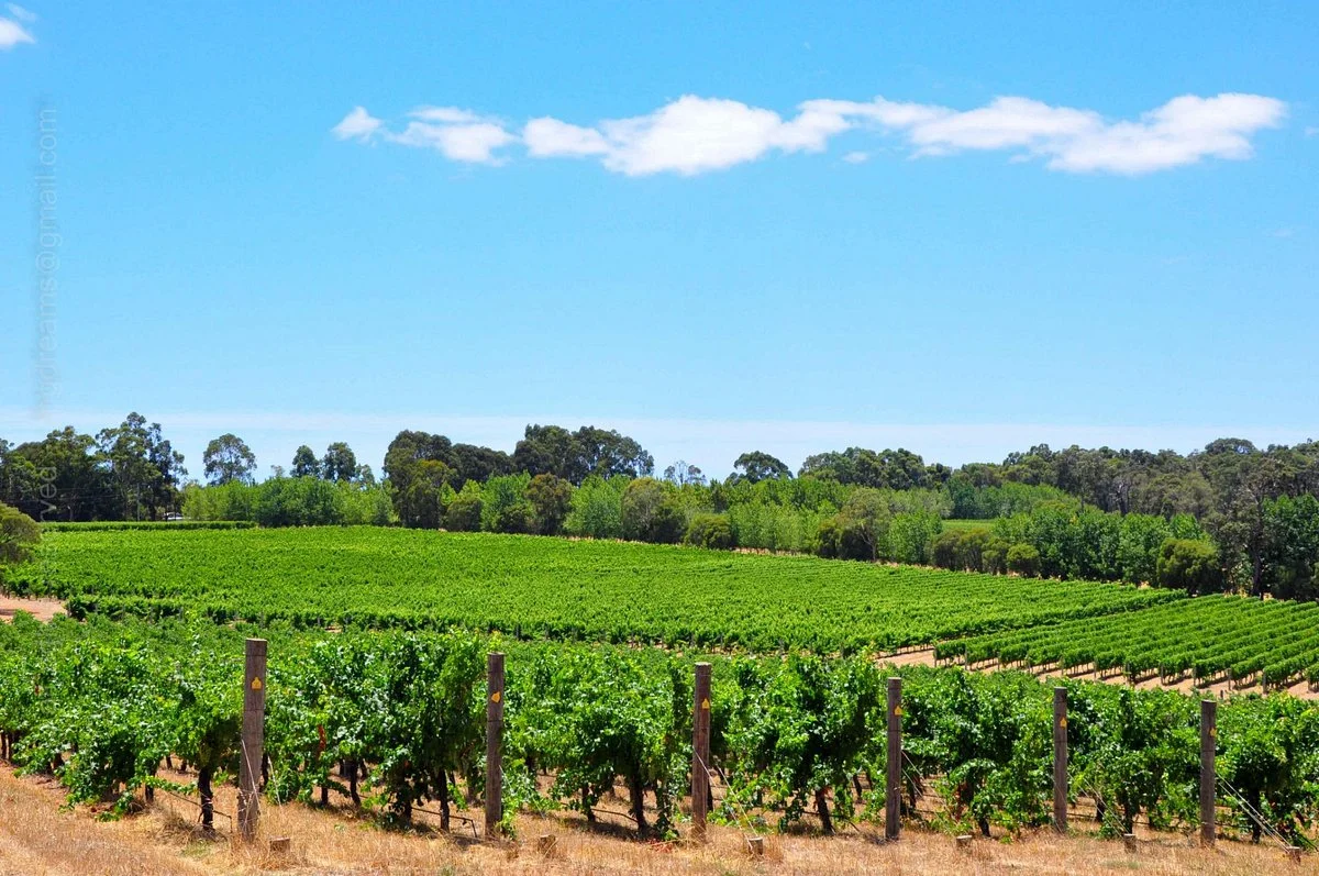 Deep Woods Estate Winery