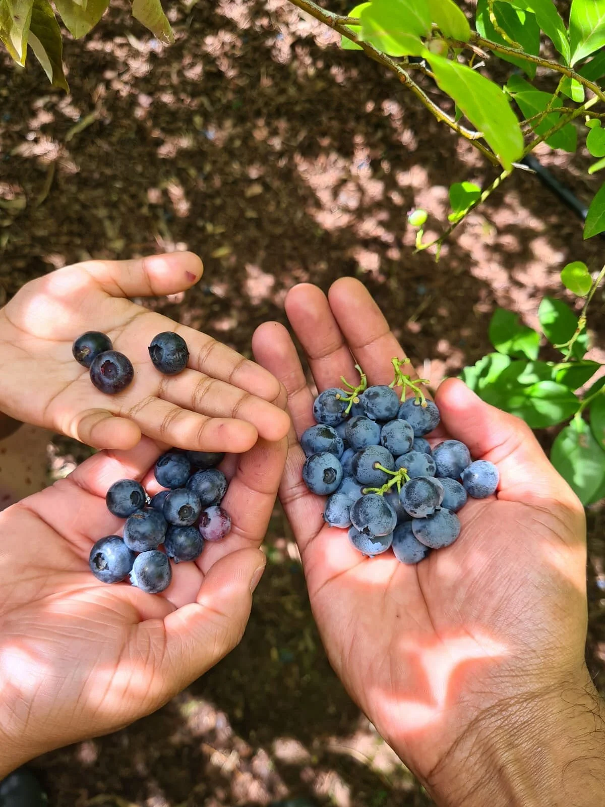 Habitat Nursery and Orchards