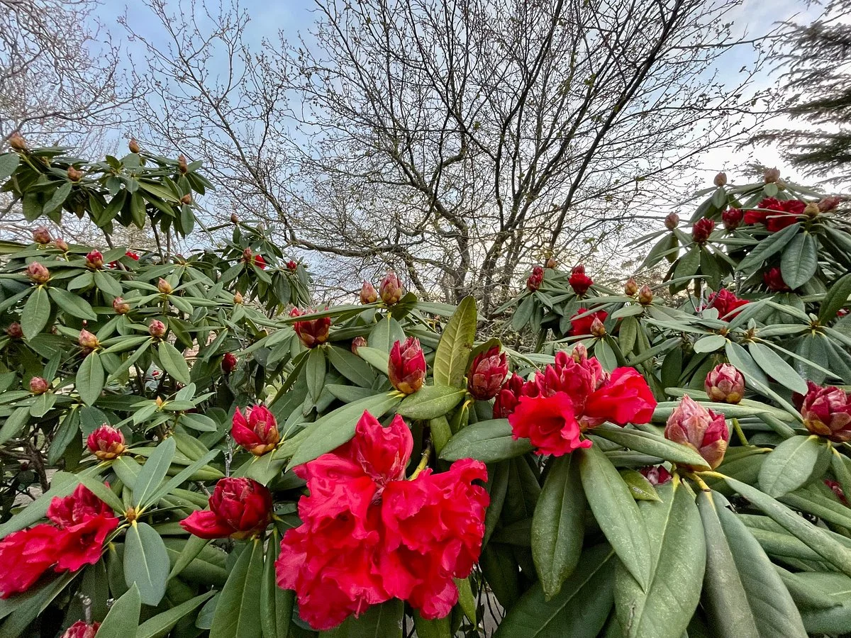 Lilianfels Park