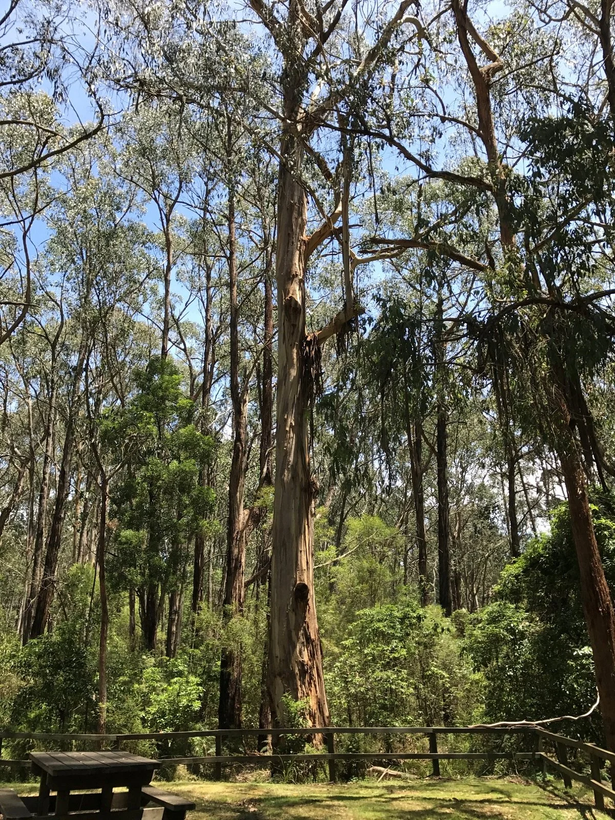 Morwell National Park