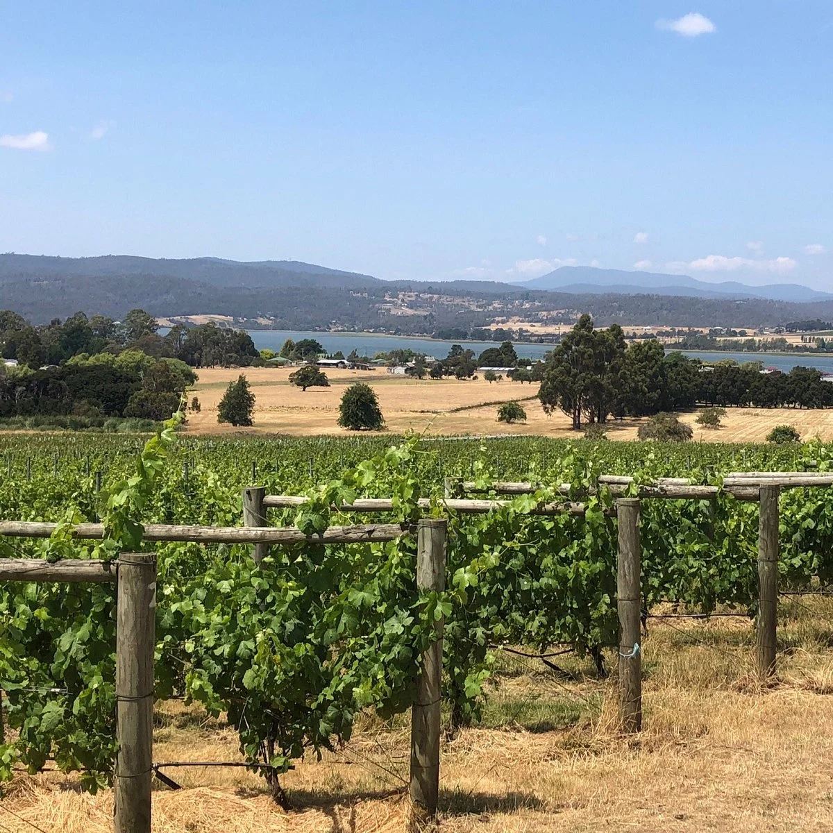 Stoney Rise Vineyard
