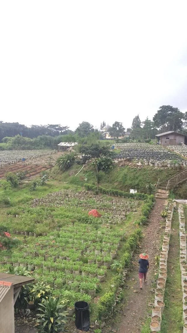 Puncak Berry Farm