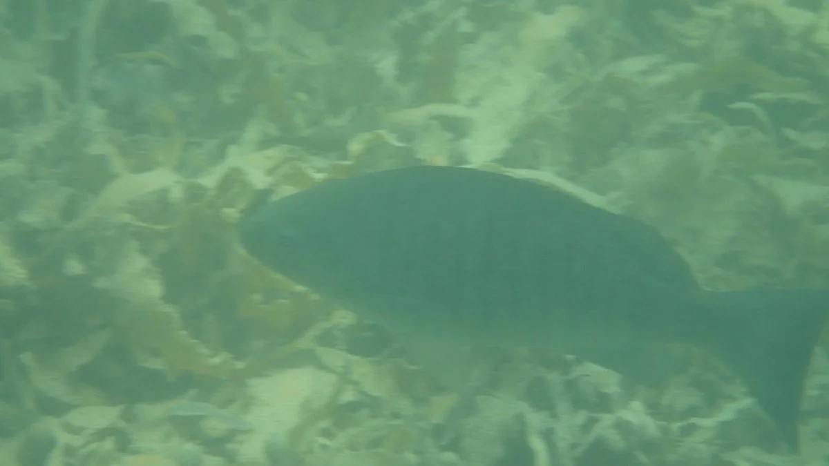 Whangarei Harbour Marine Reserve