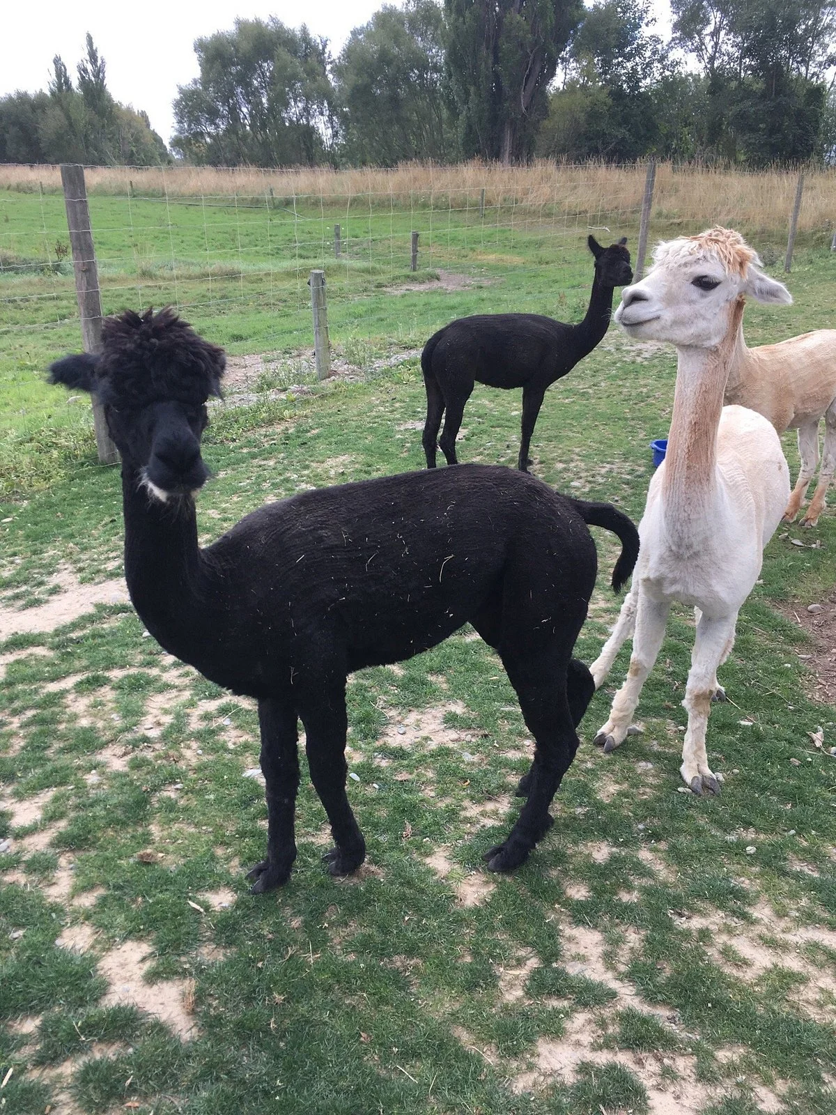 Alpaca Walks