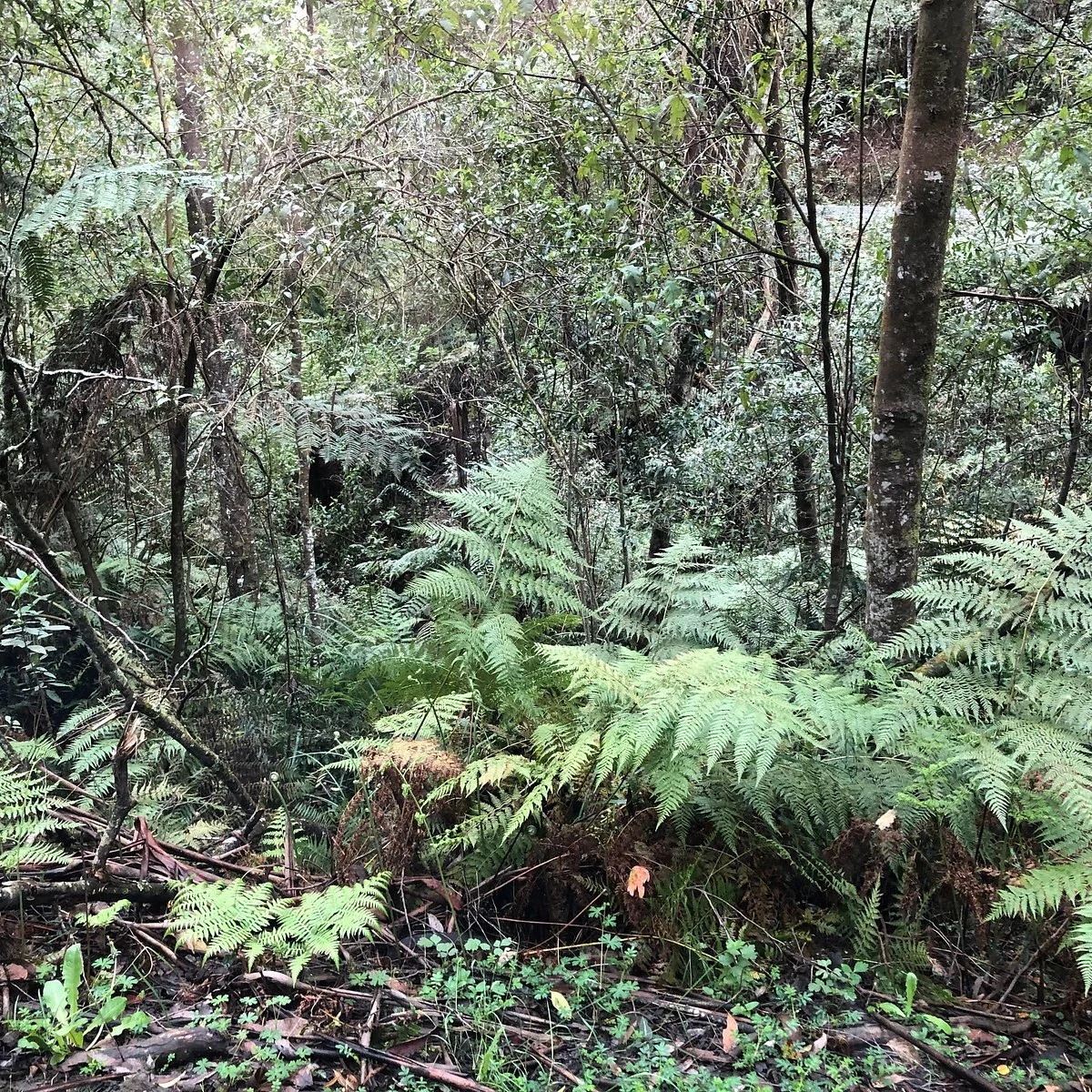 Beenak G180 Bushland Reserve